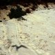 37- Traces de tortues 